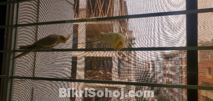 Cockatiel bird (1 pair)